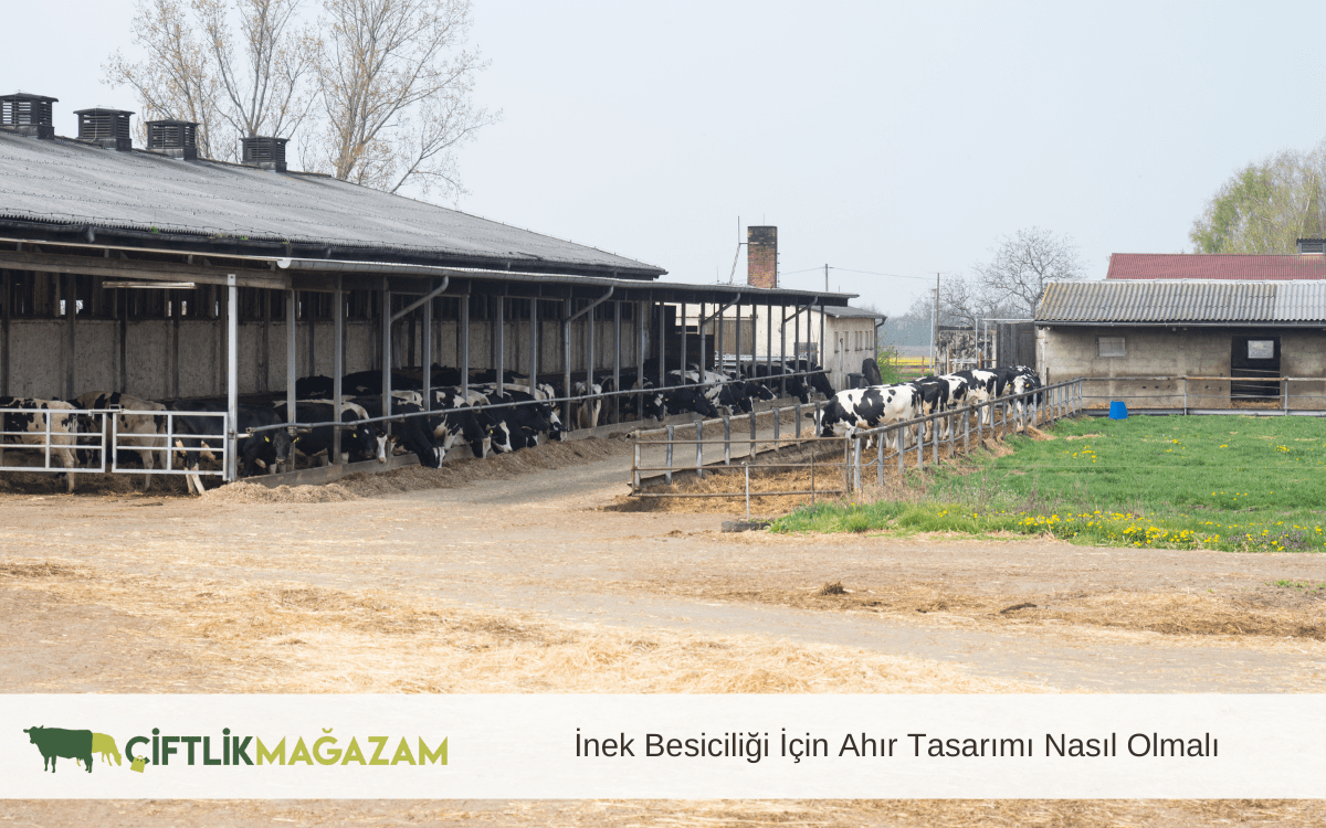 inek besiciliği için ahır tasarımı