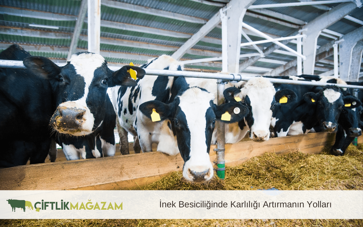 inek besiciliğinde karlılığı artırmanın yolları