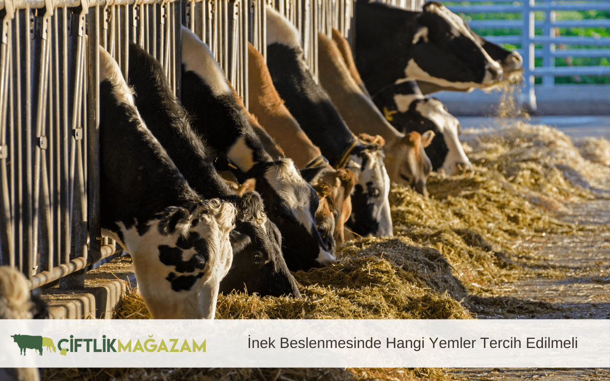 inek beslenmesinde hangi yemler