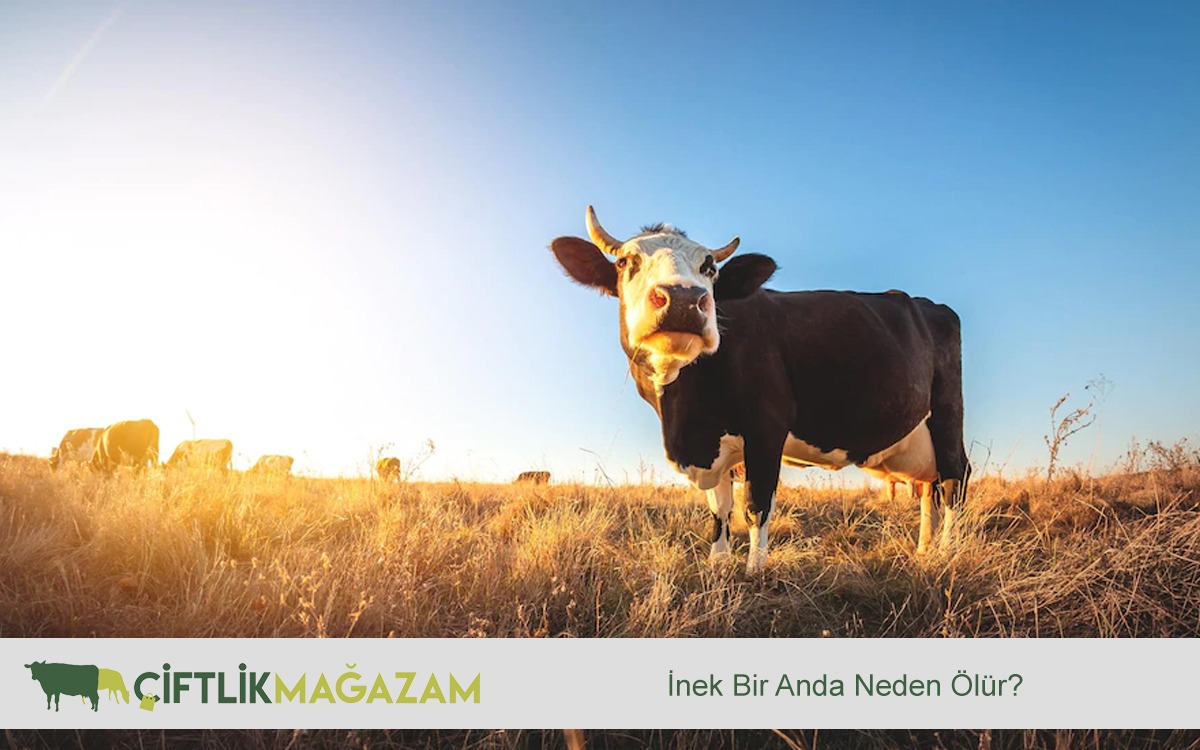 inek bir anda neden ölür