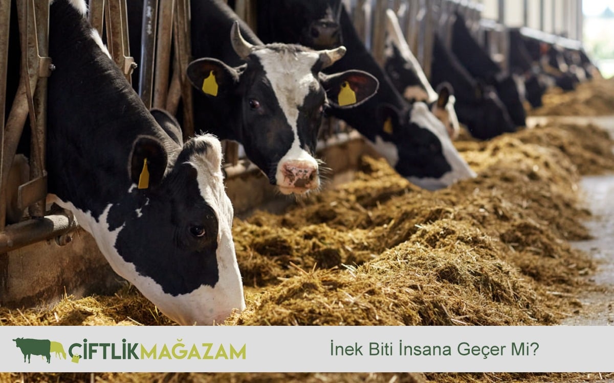 inek biti
