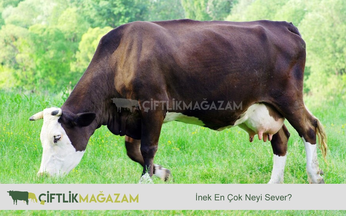 inek