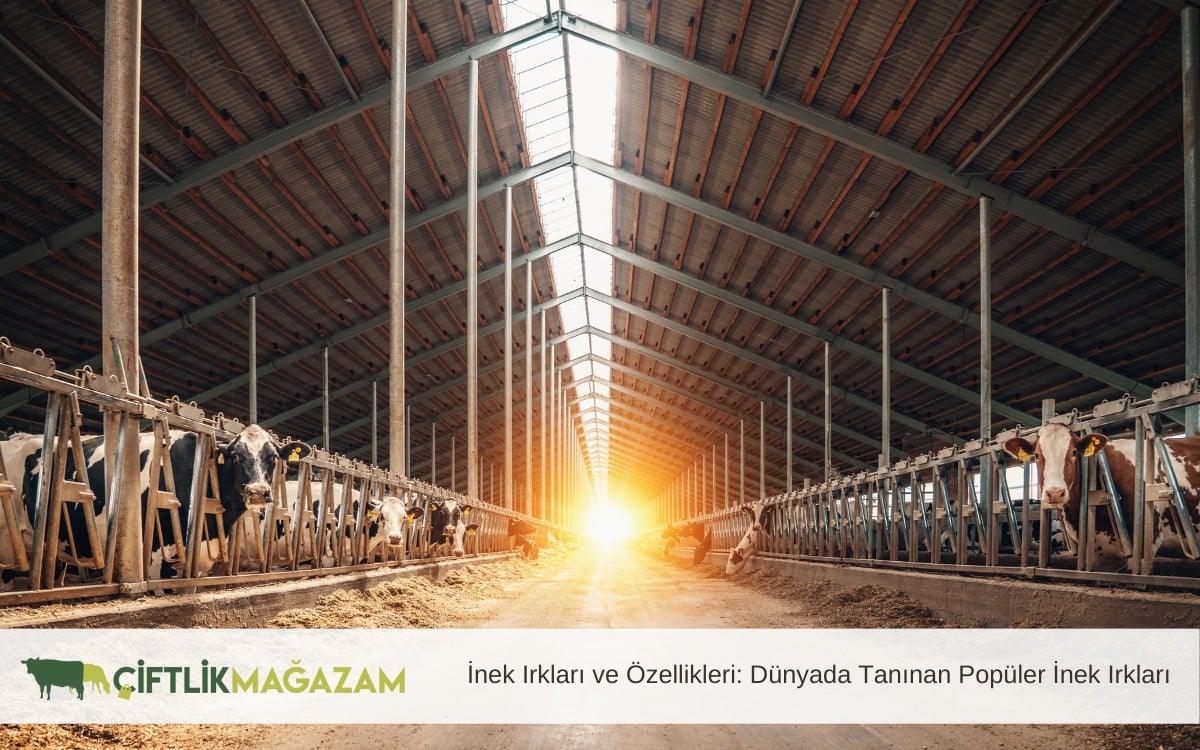 inek ırkları ve özellikleri