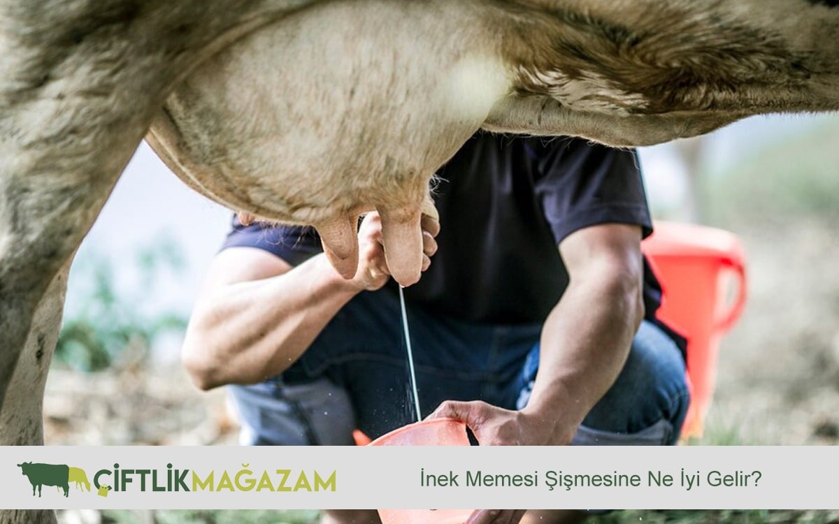 inek memesi