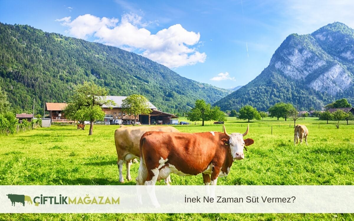 İnek Ne Zaman Süt Vermez?