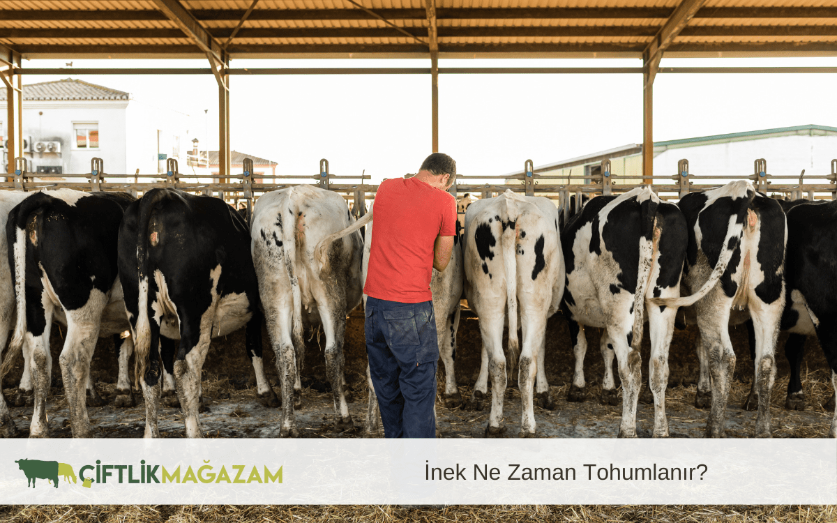 inek