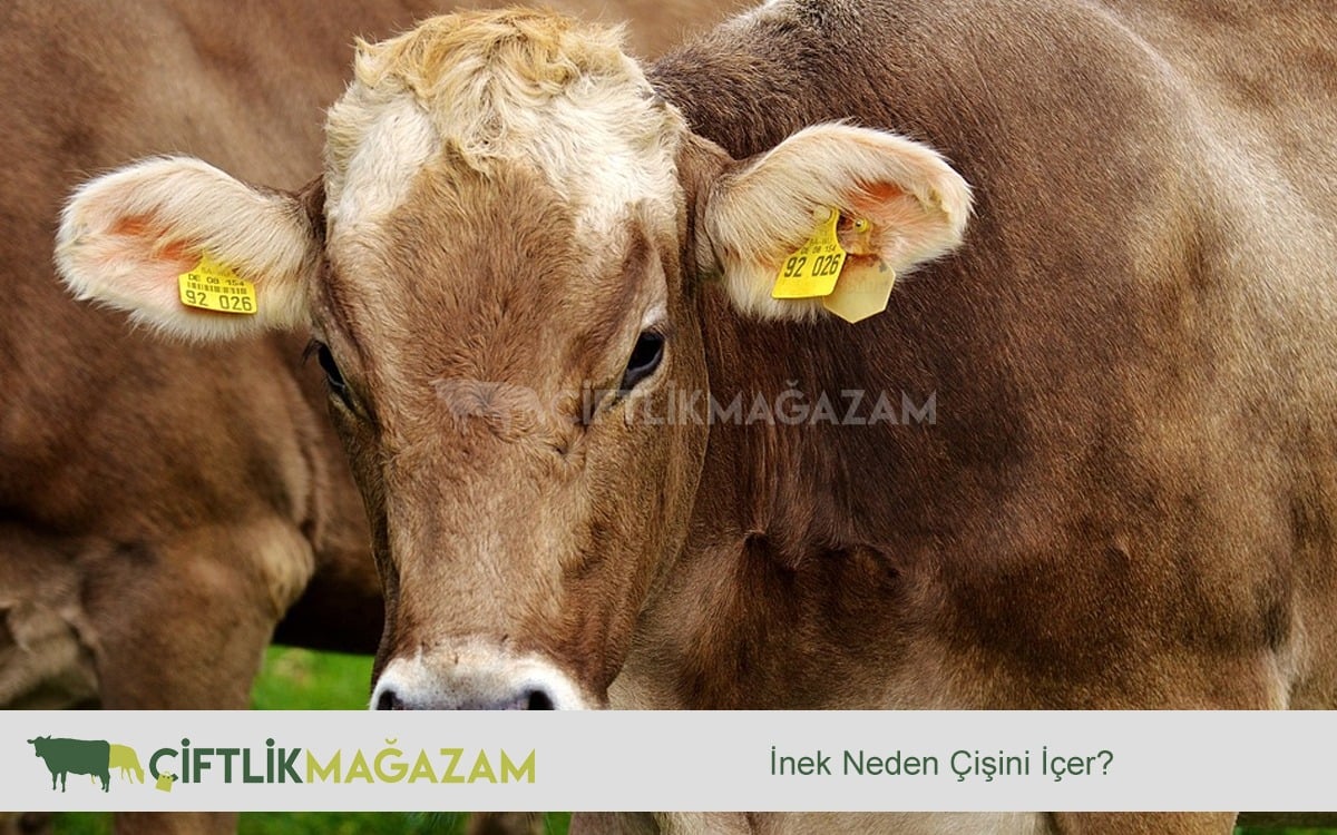 inek