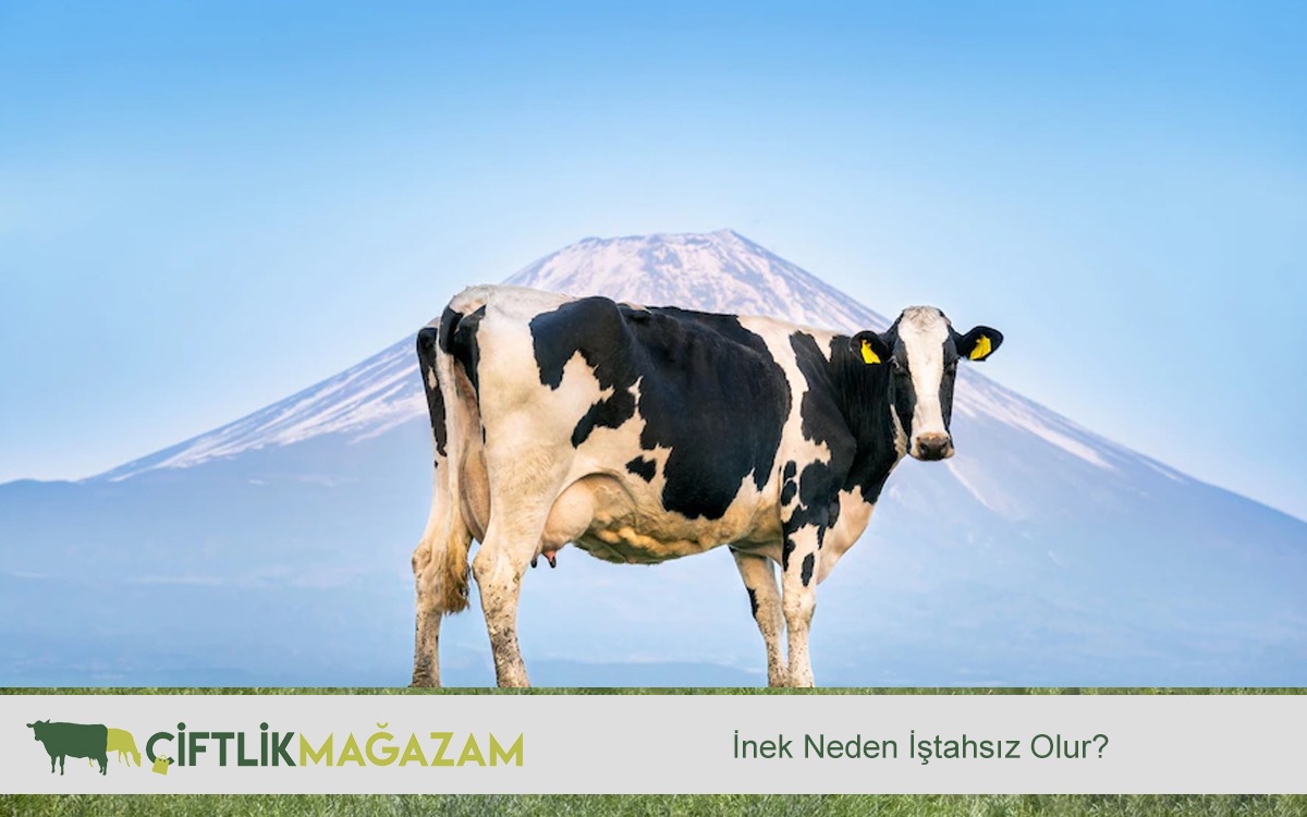 inek neden iştahsız olur