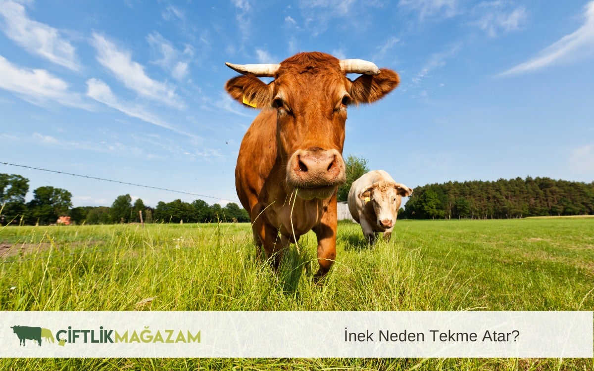 inek