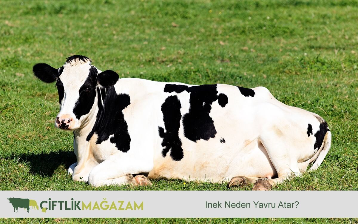 inek sağlığı