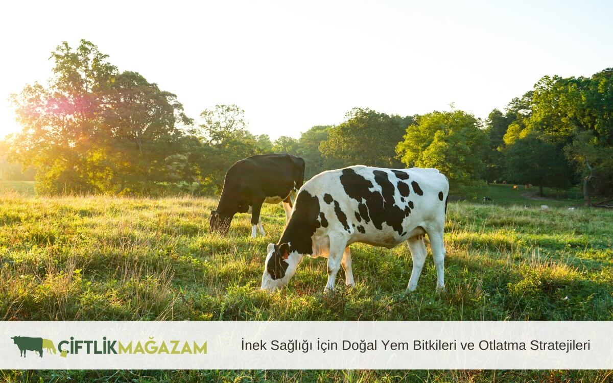 inek sağlığı için doğal yem bitkileri