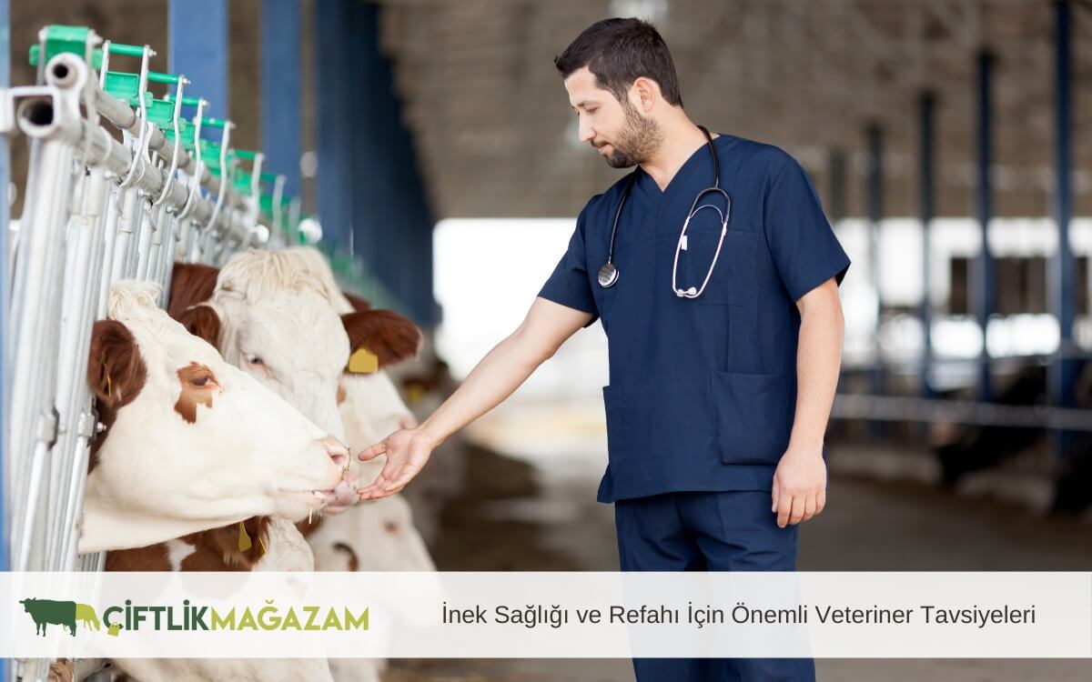 inek sağlığı ve refahı