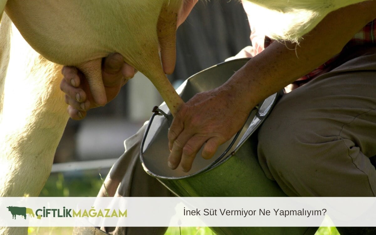 inek süt vermiyor