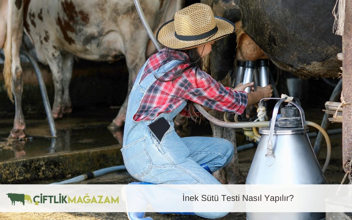 inek sütü testi
