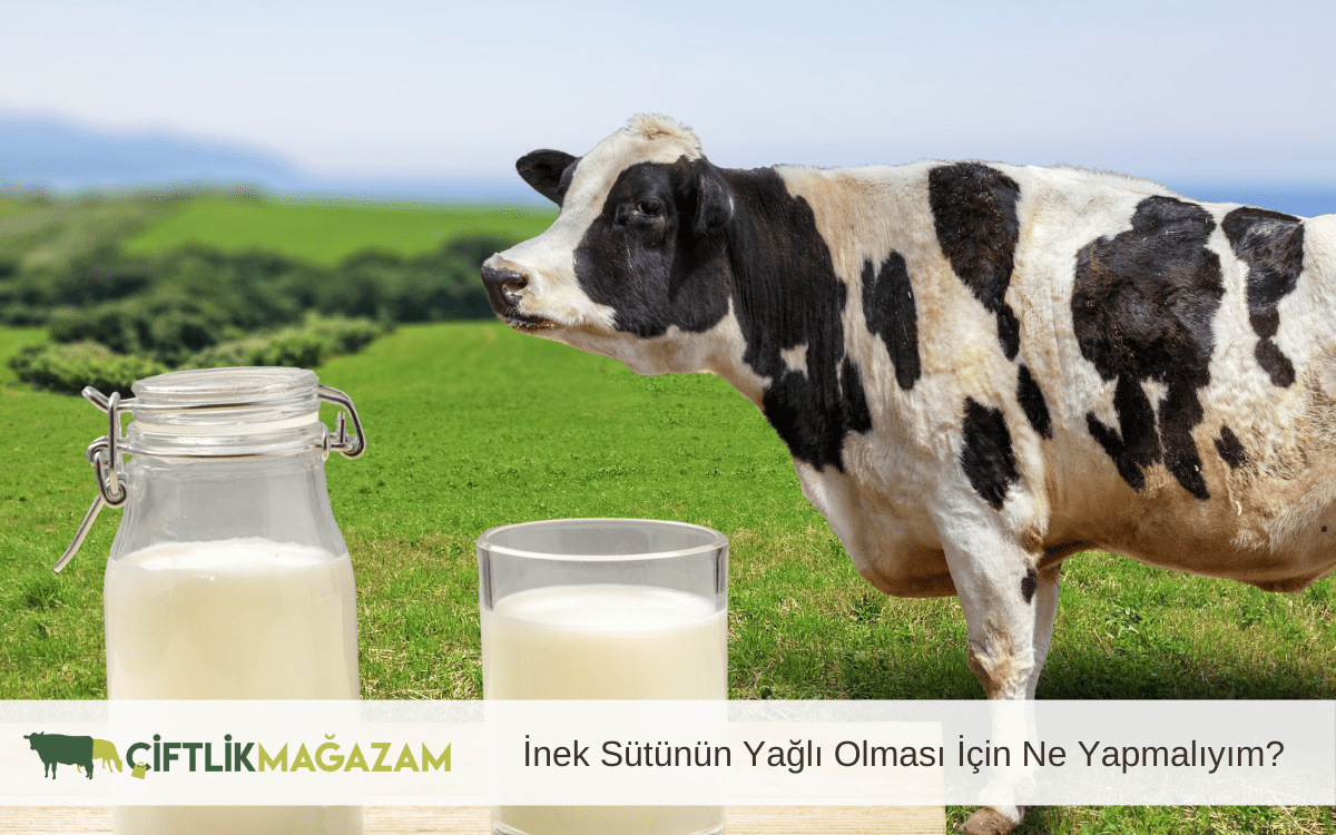 inek sütünün yağlı olması