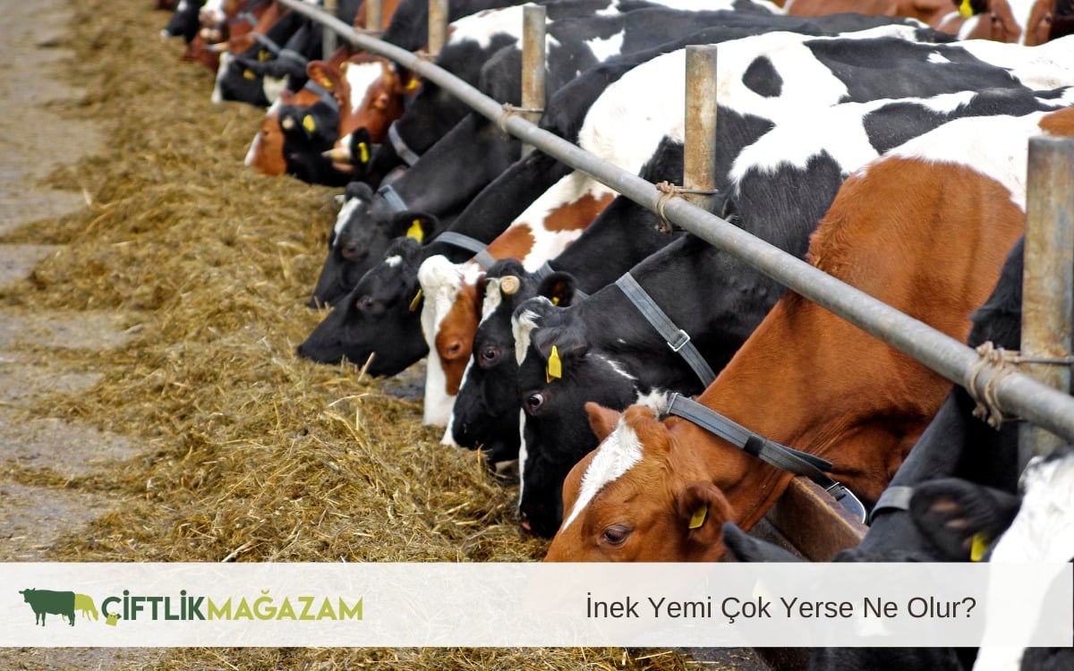 inek yemi çok yerse
