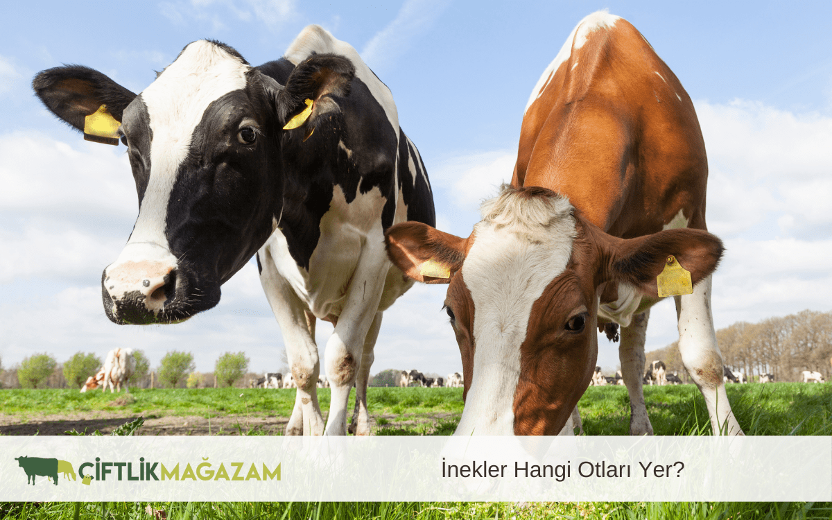 inekler