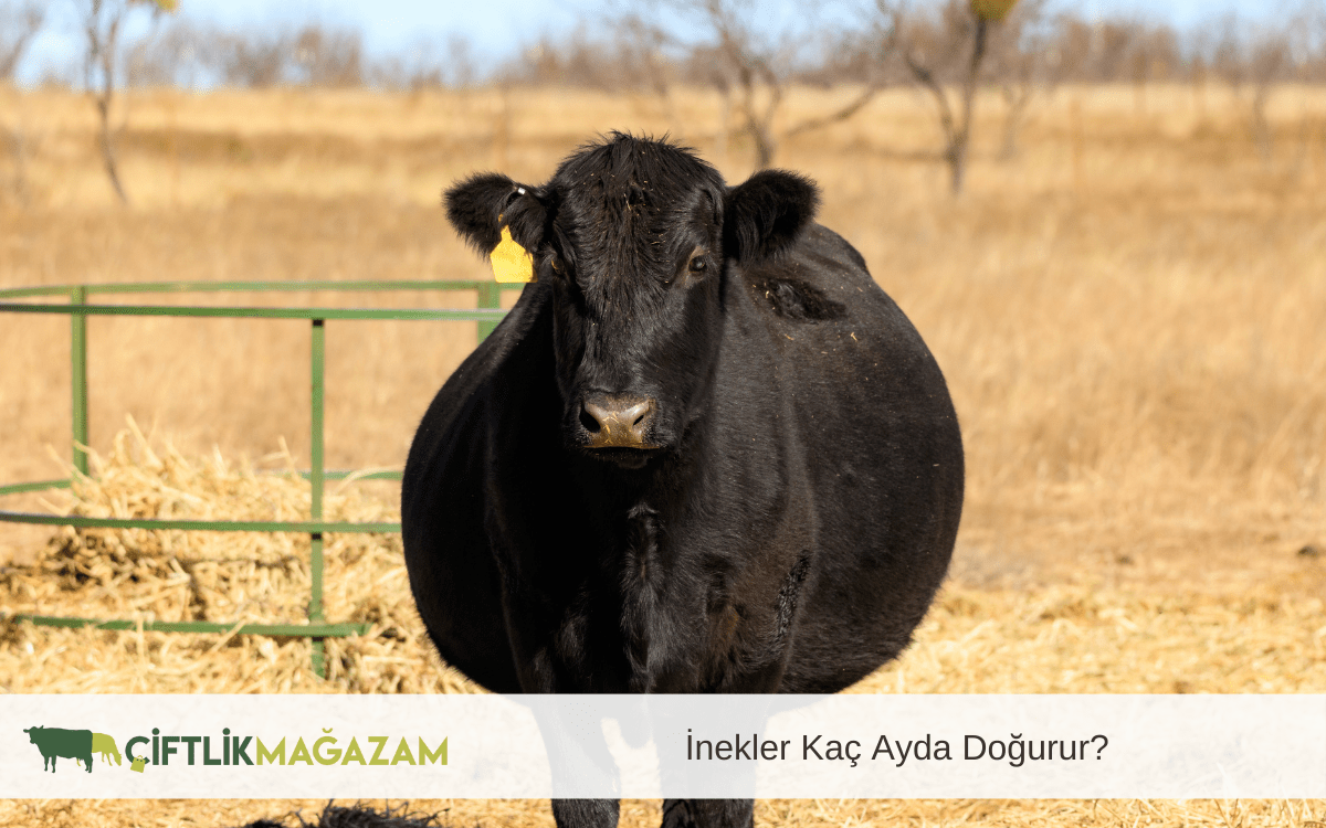 inekler kaç ayda doğurur
