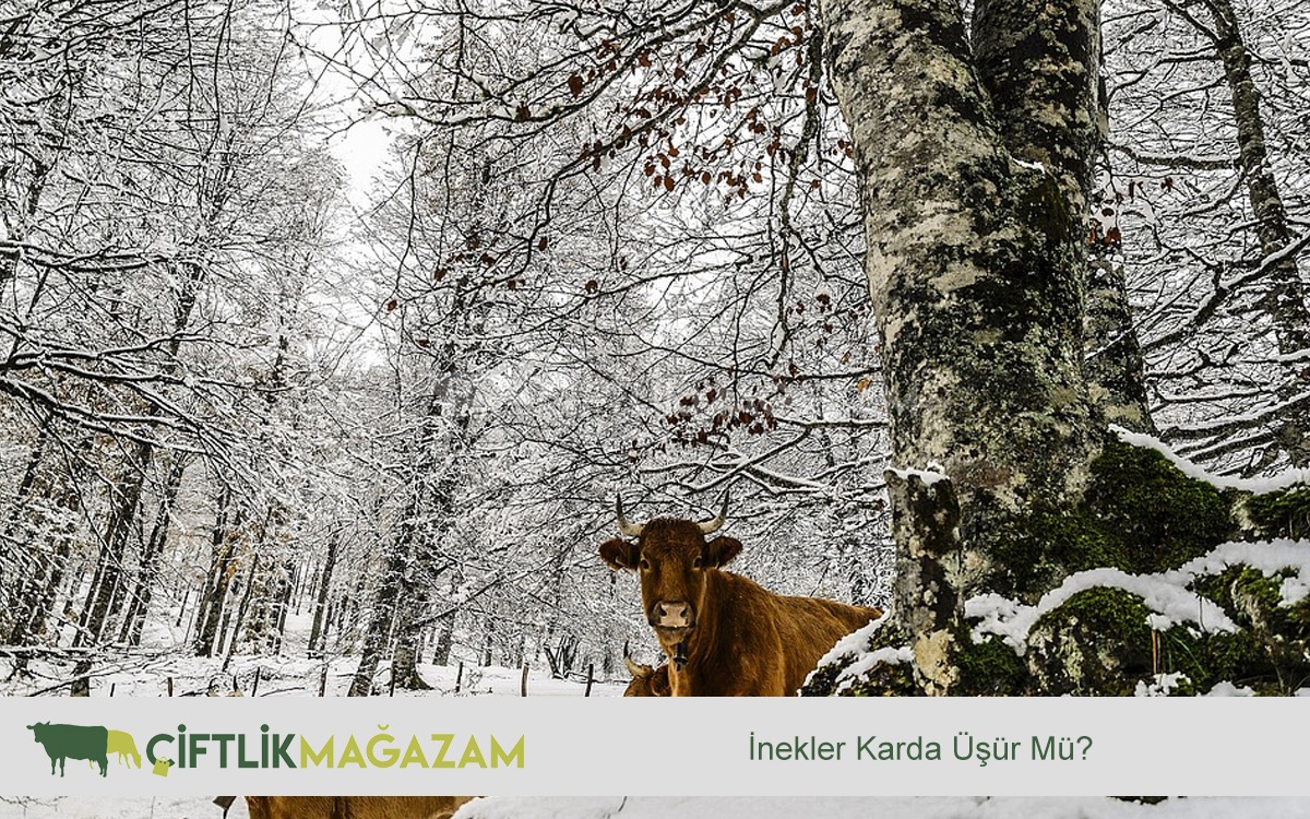 inekler