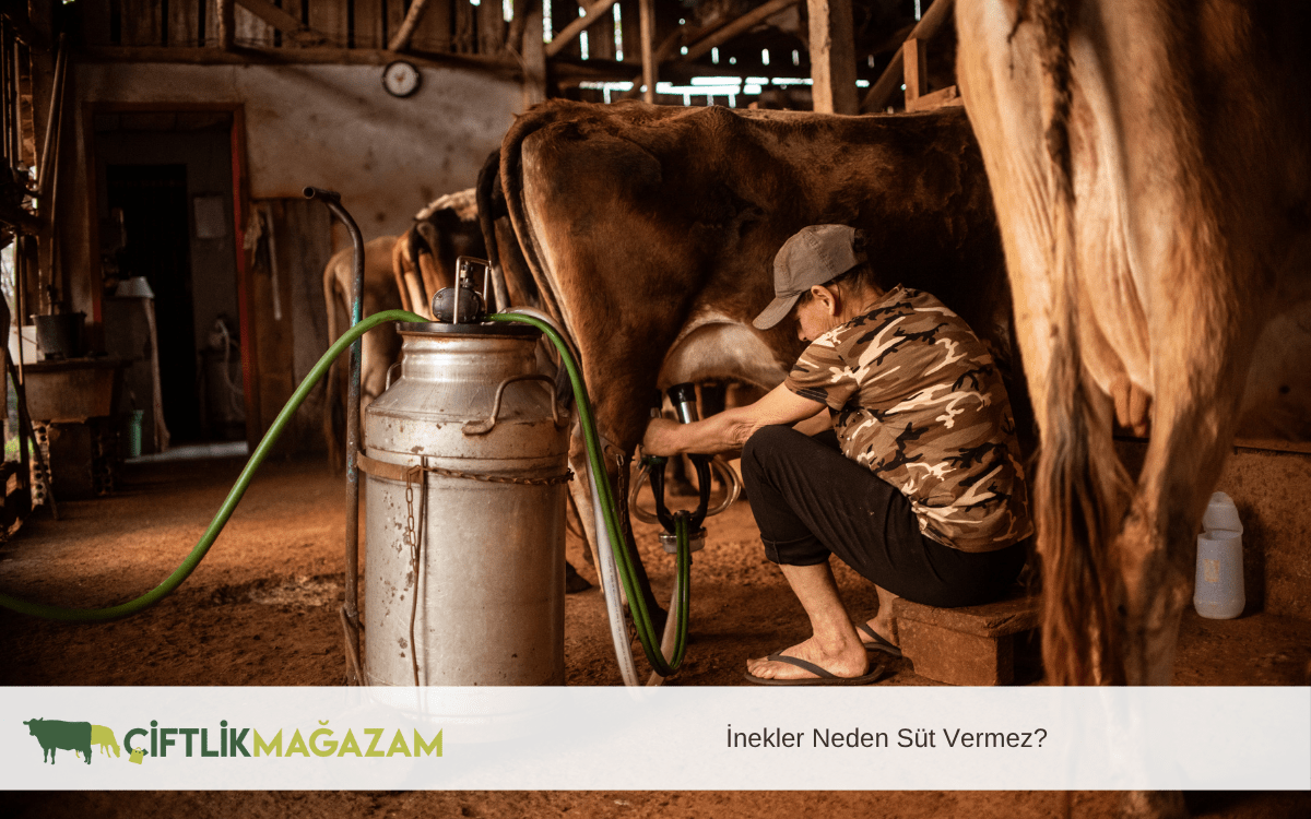 inekler neden süt vermez