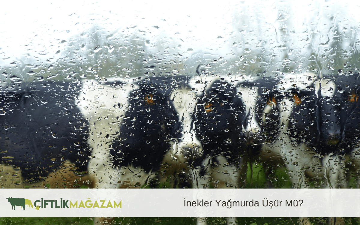 inekler