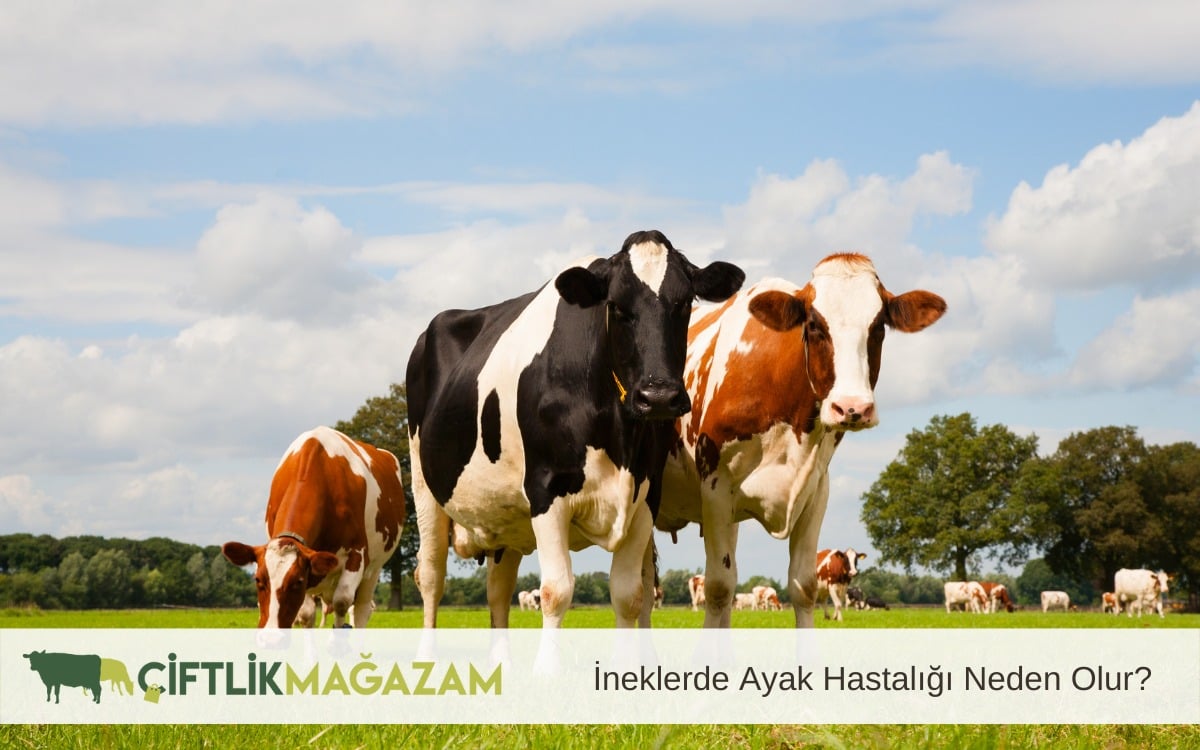 ineklerde ayak hastalığı