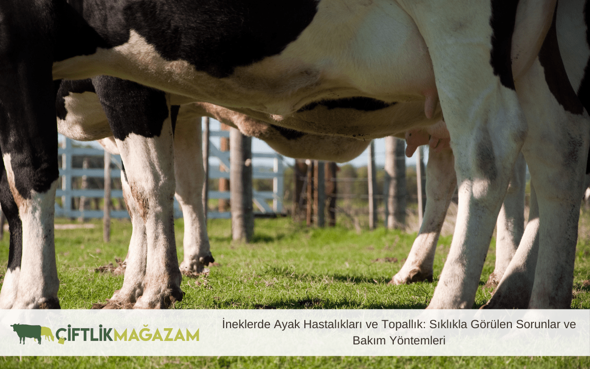 ineklerde ayak hastalıkları
