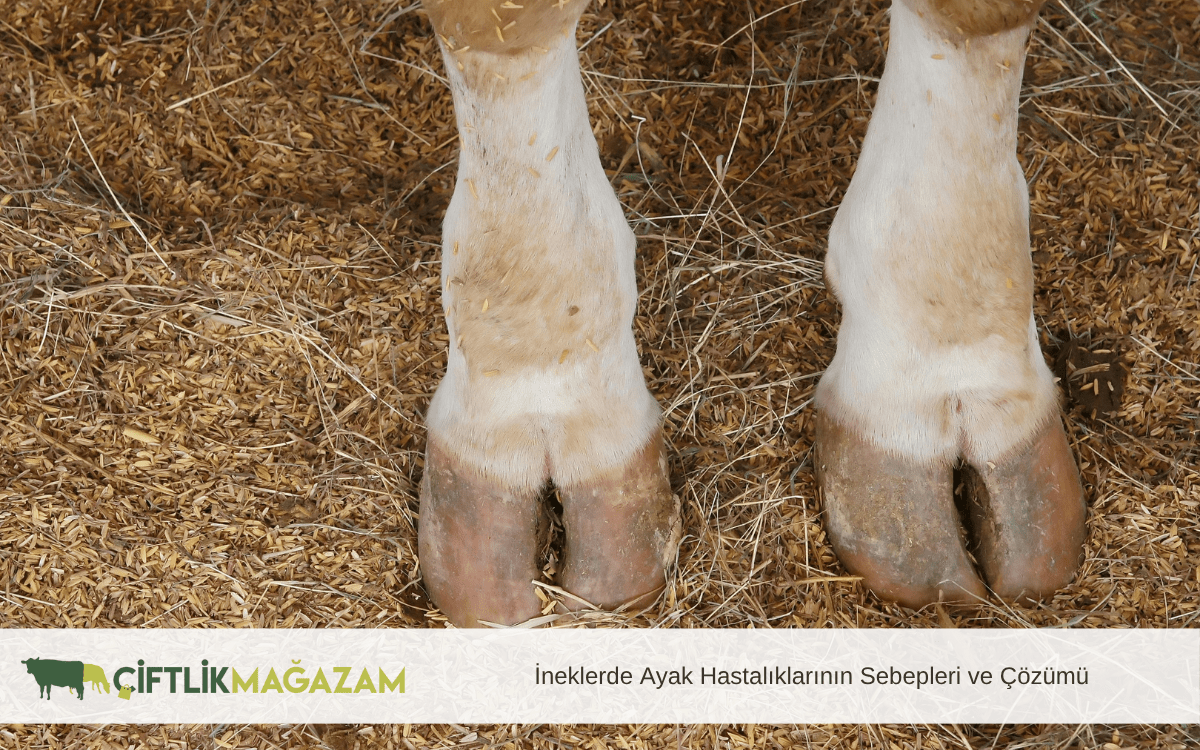 İneklerde Ayak Hastalıklarının Sebepleri ve Çözümü