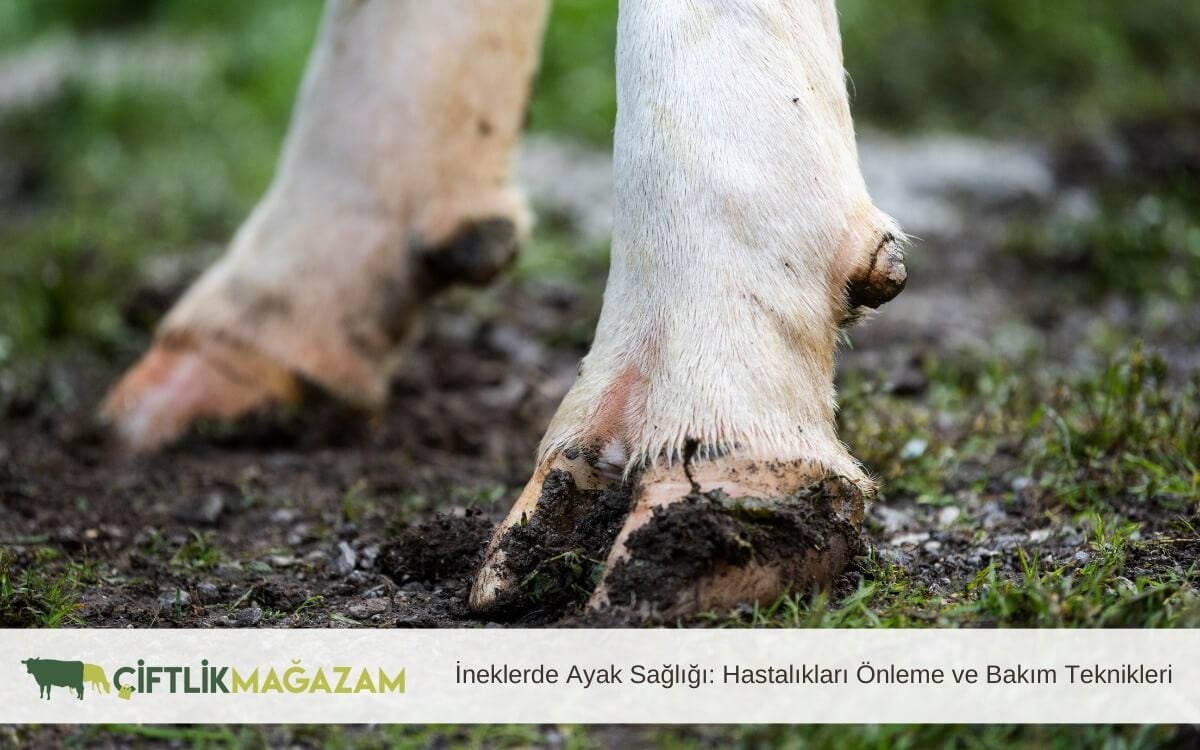 ineklerde ayak sağlığı
