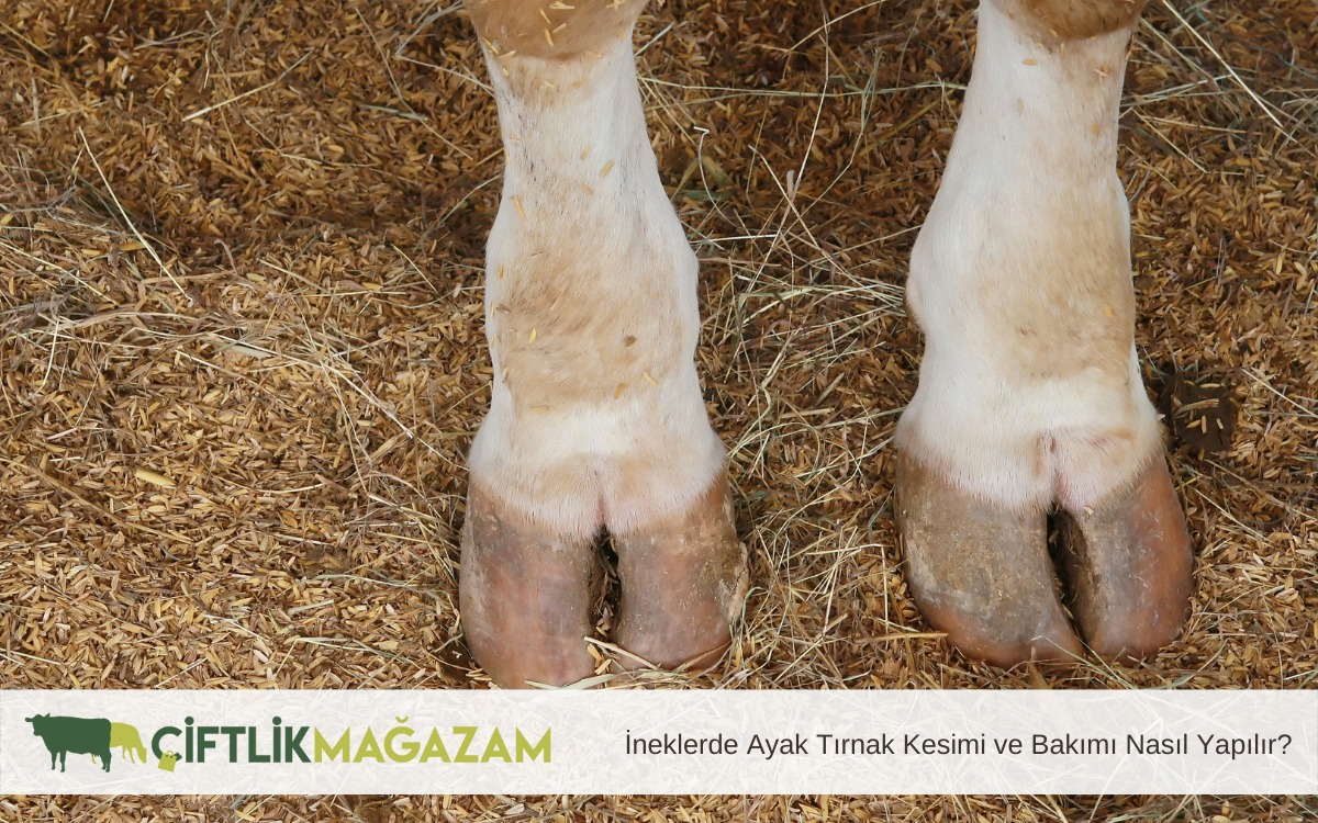 ineklerde ayak tırnak kesimi