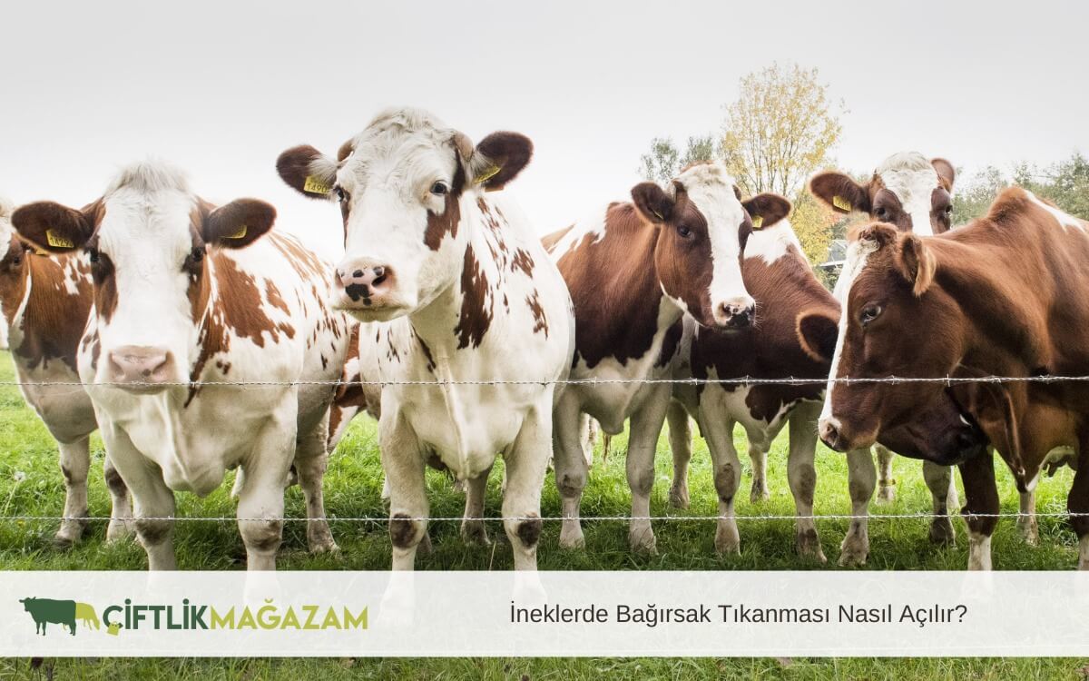 ineklerde bağırsak tıkanması