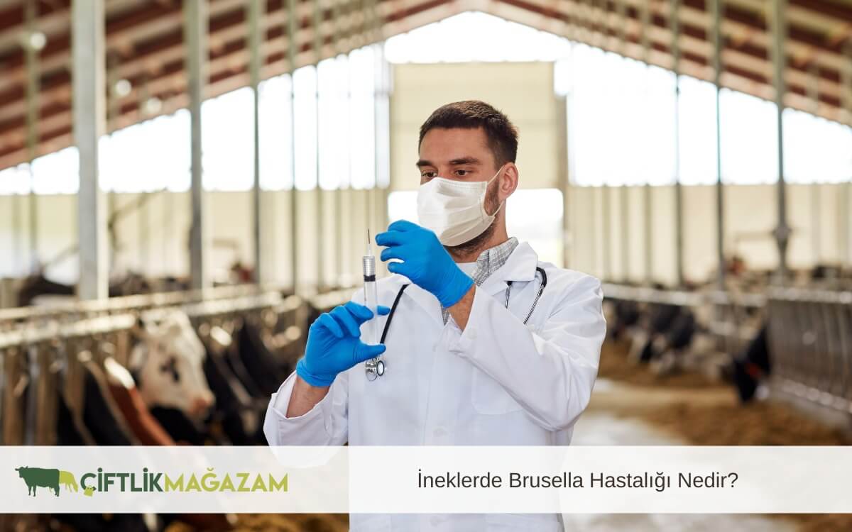 ineklerde brusella hastalığı