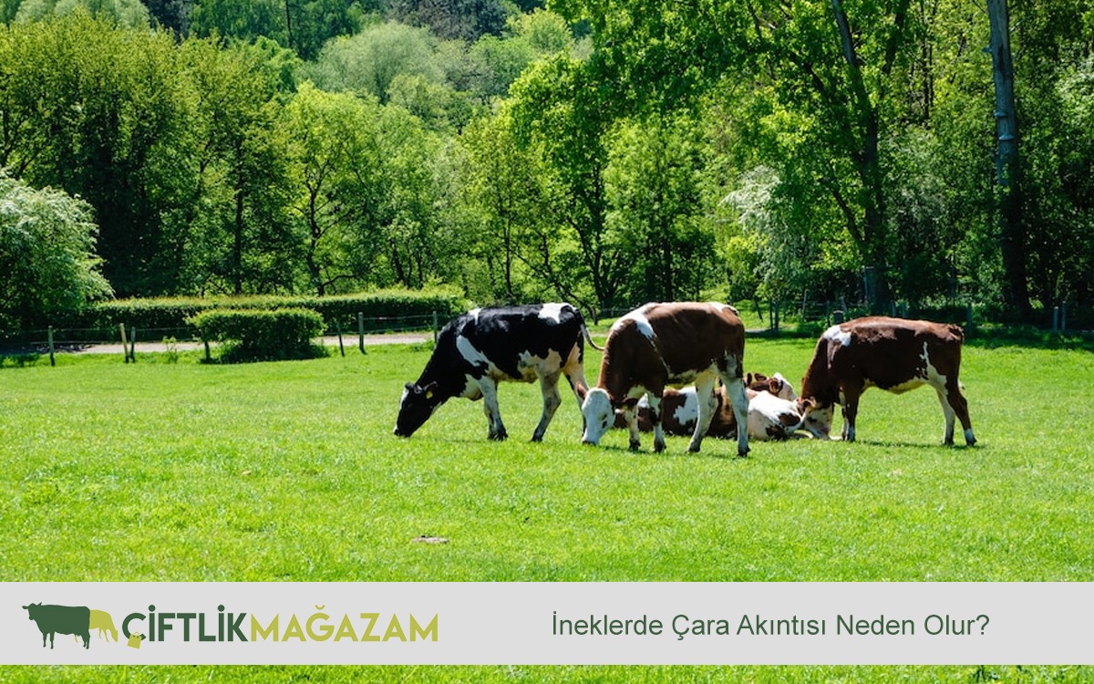 ineklere çara akıntısı neden olur