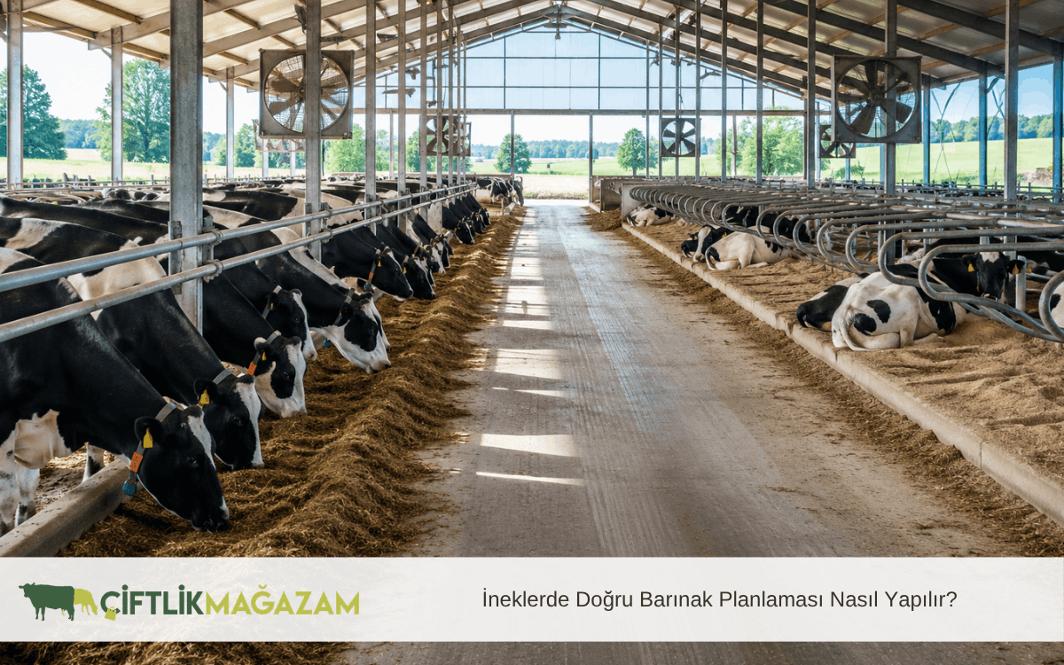ineklerde doğru barınak planlaması nasıl yapılır