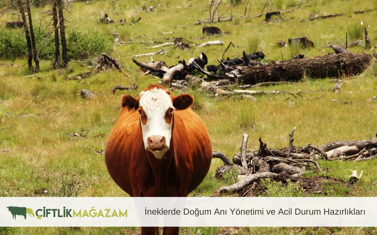 İneklerde Doğum Anı Yönetimi