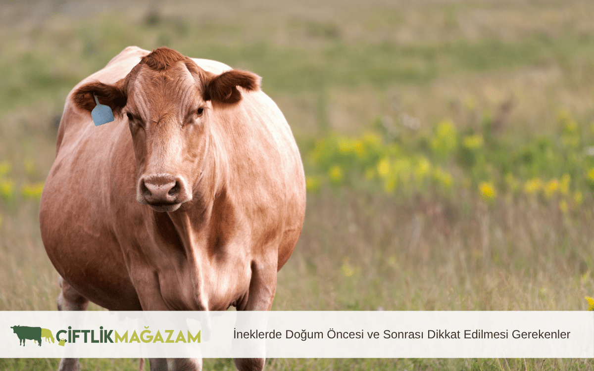 ineklerde doğum öncesi ve sonrası