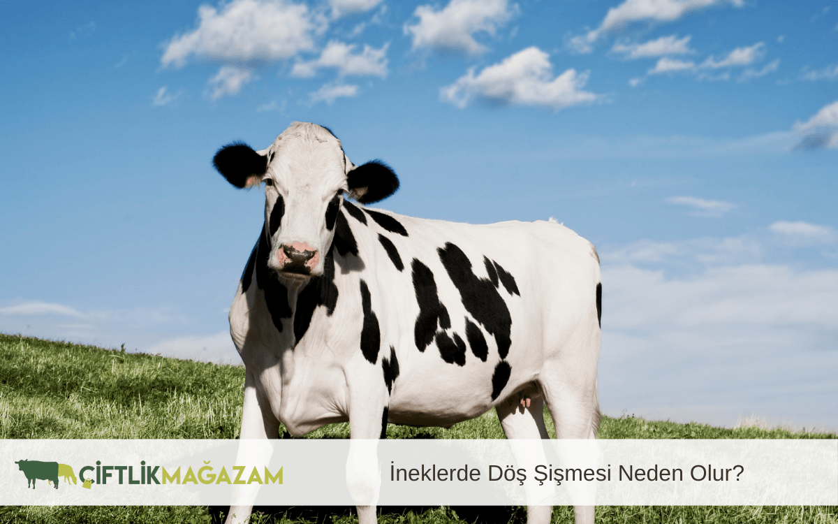 ineklerde döş şişmesi