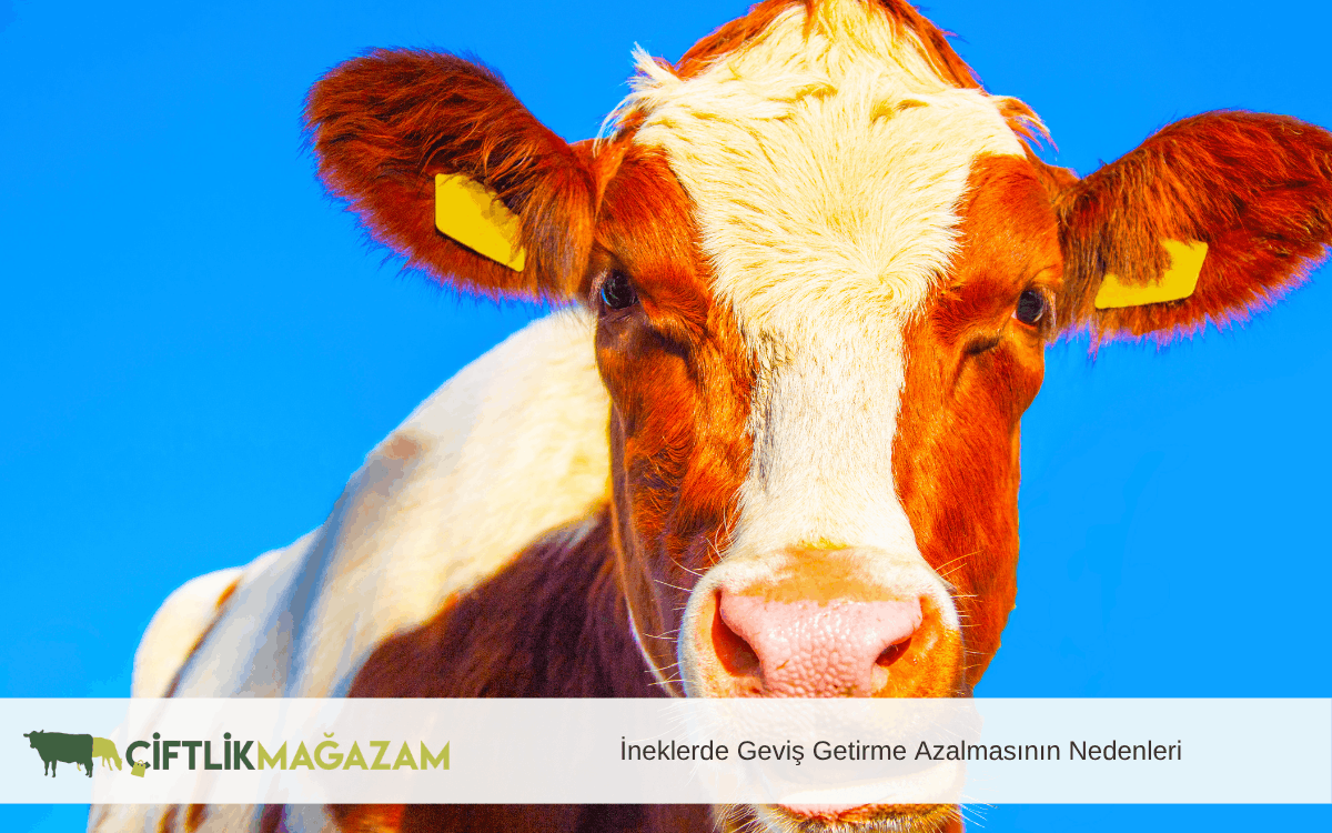 ineklerde geviş getirme azalmasının nedenleri