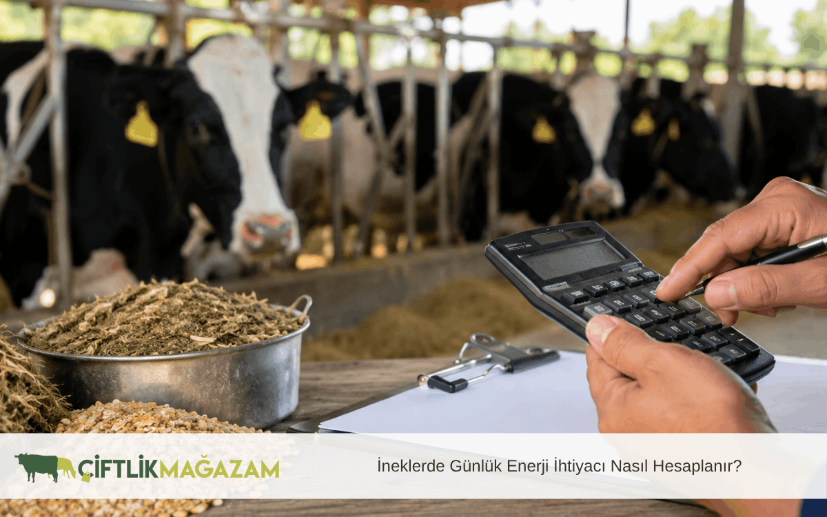 ineklerde günlük enerji ihtiyacı nasıl hesaplanır