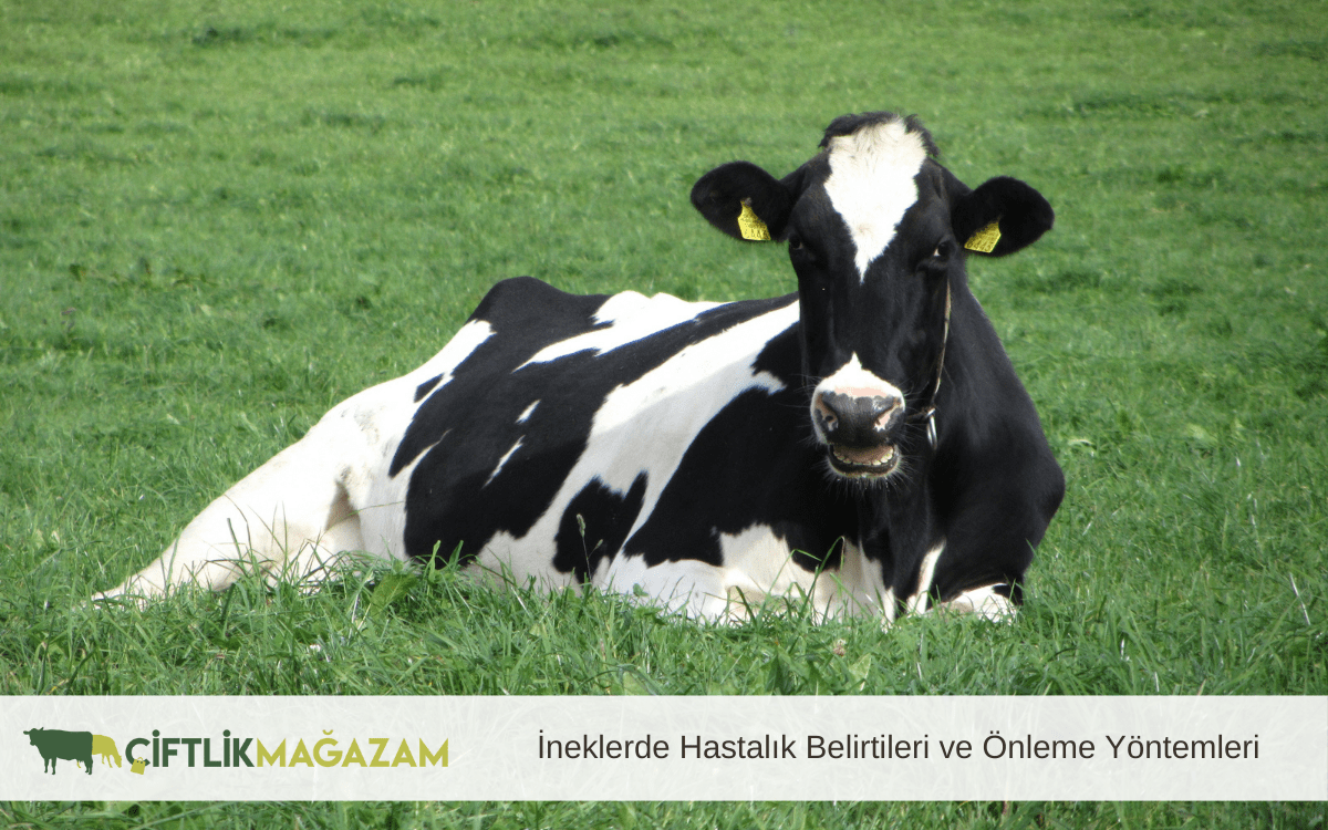 ineklerde hastalık