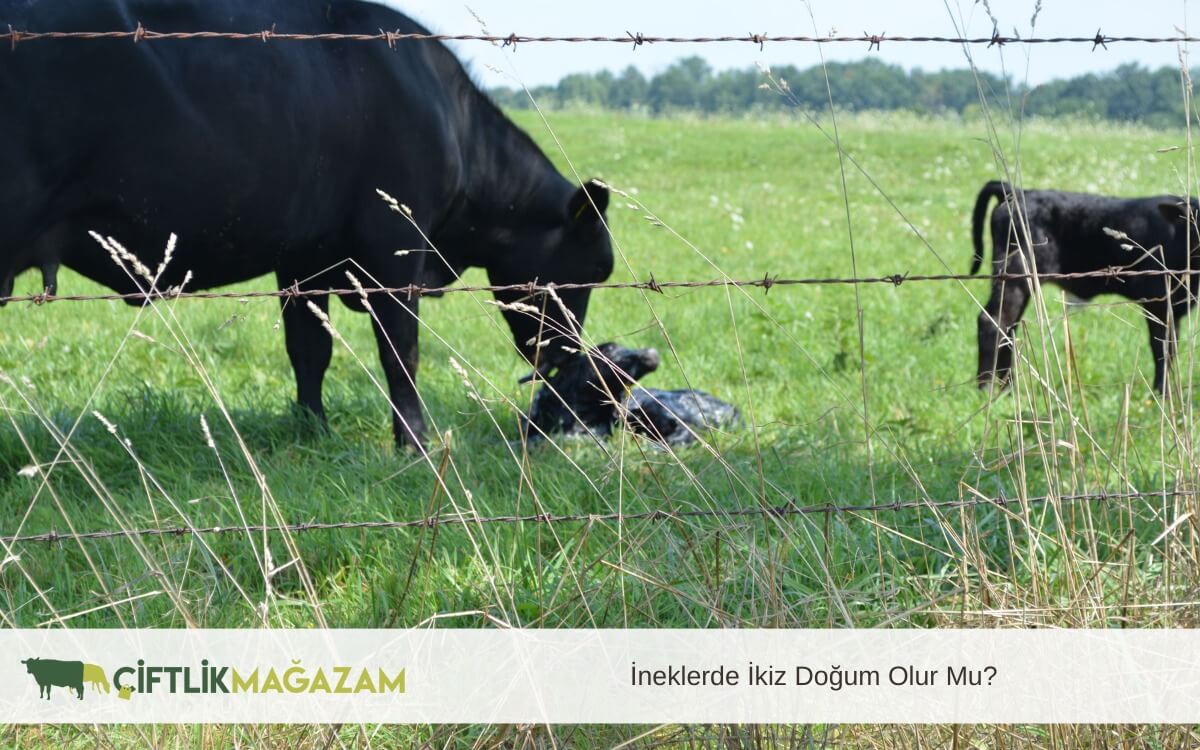 ineklerde ikiz doğum