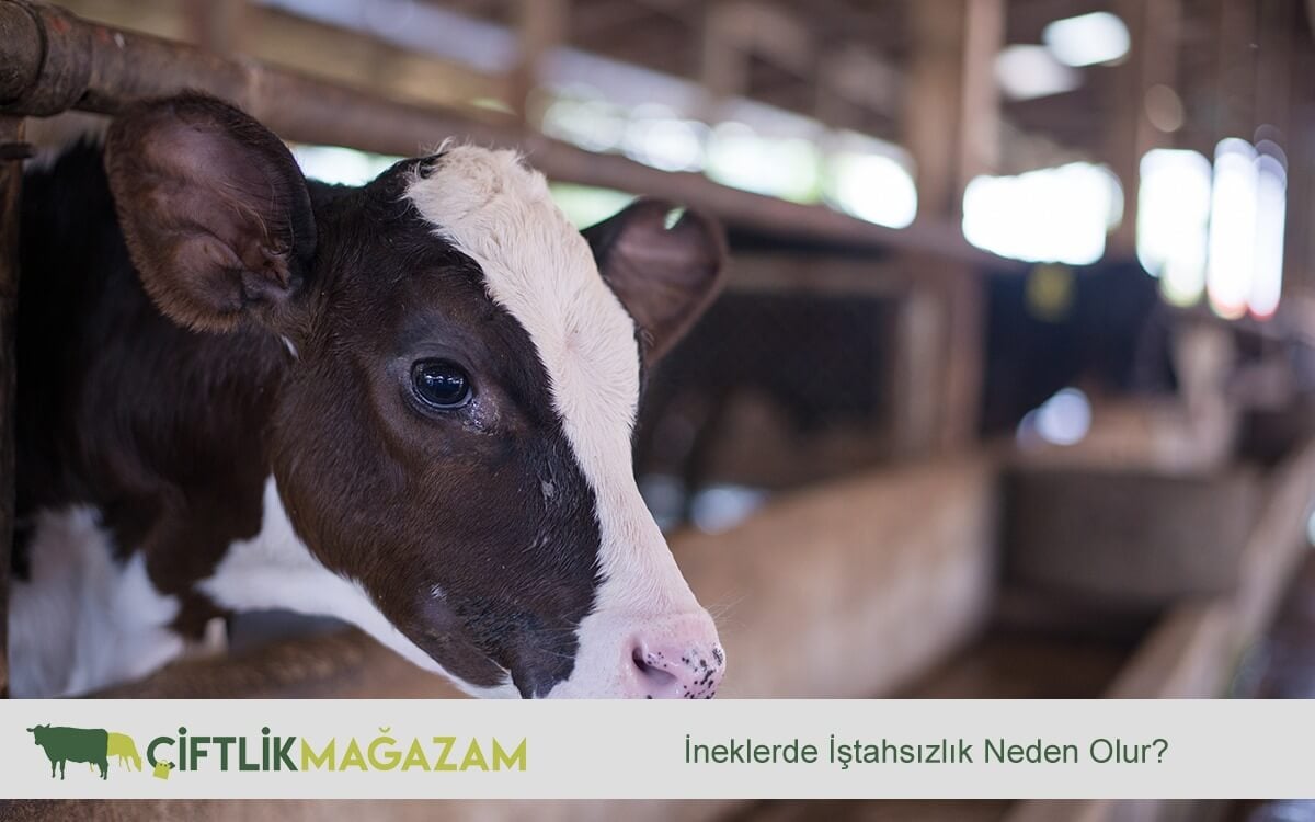 ineklerde iştahsızlık