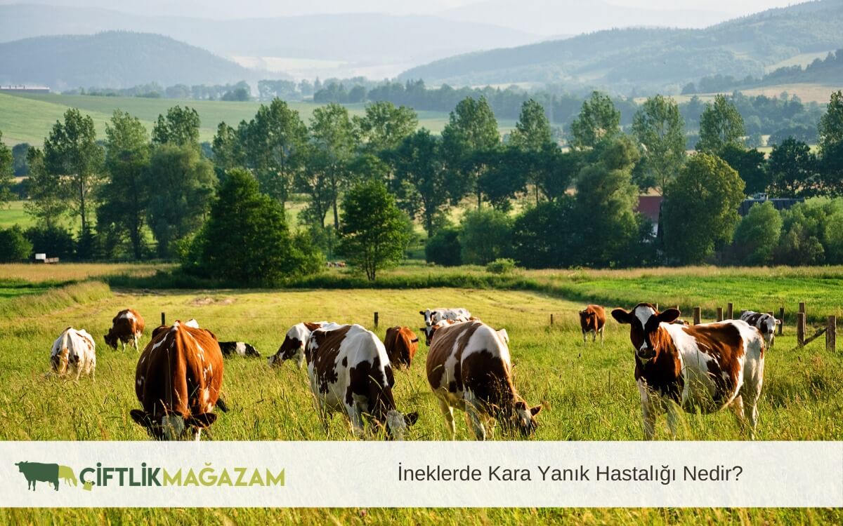 ineklerde karar yanık hastalığı