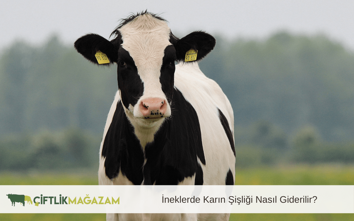 ineklerde karın şişliği
