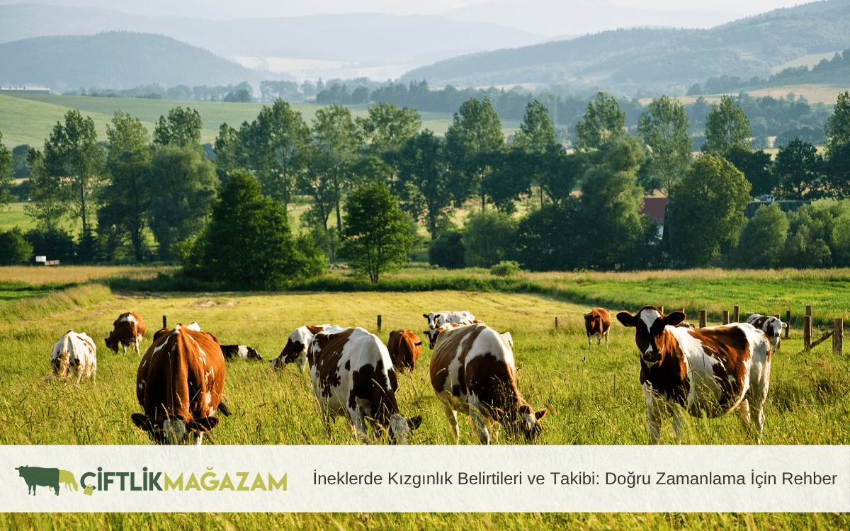 ineklerde kızgınlık belirtileri ve takibi