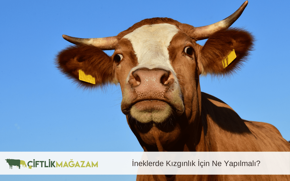 ineklerde kızgınlık