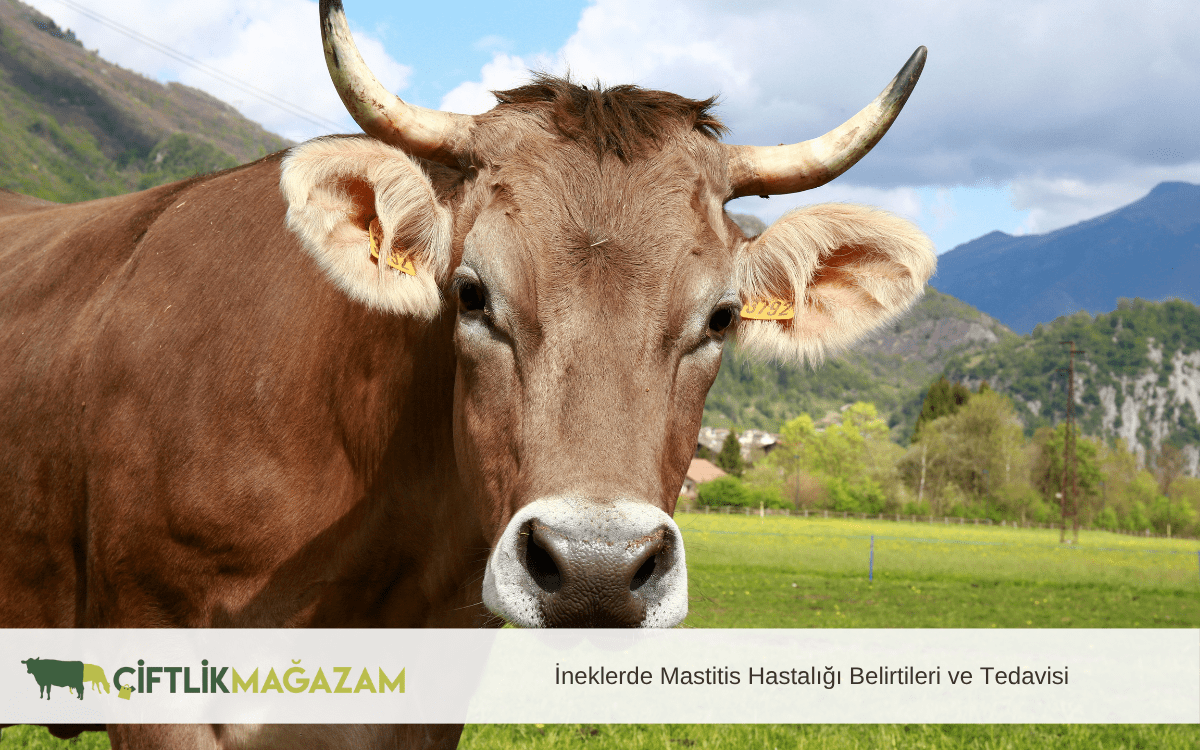 ineklerde mastitis