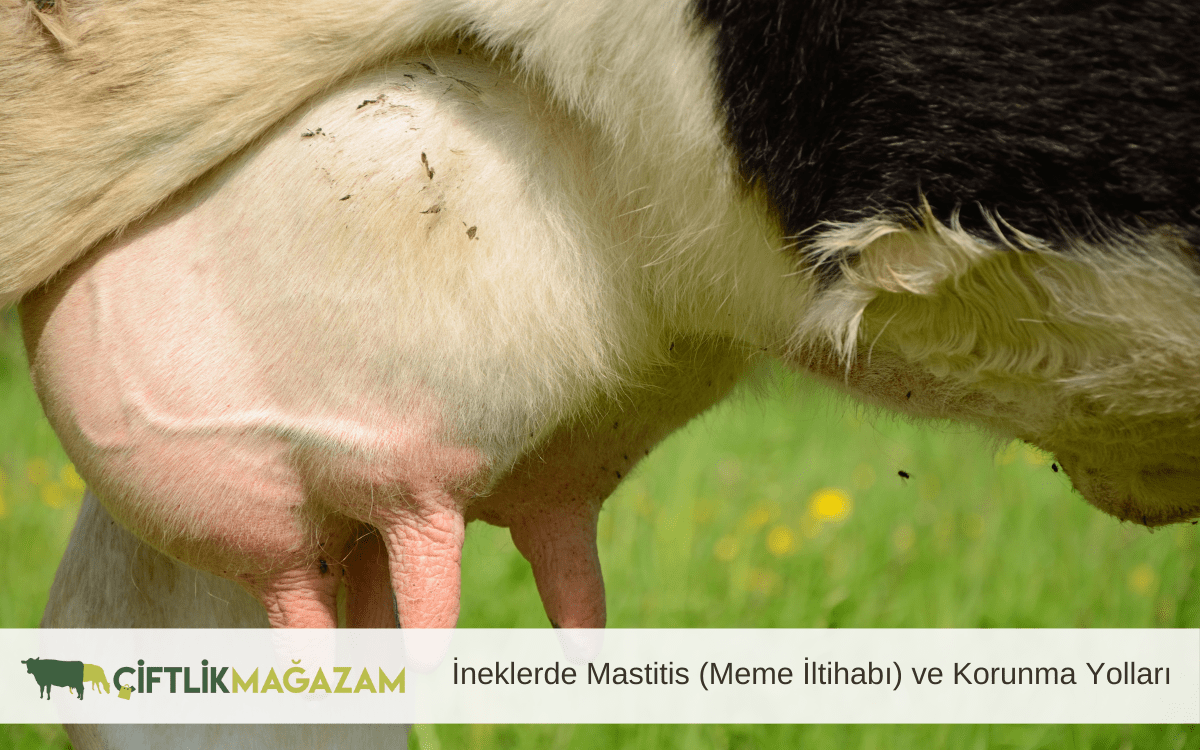ineklerde mastitis meme iltihabı