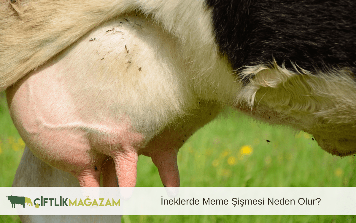ineklerde meme şişmesi
