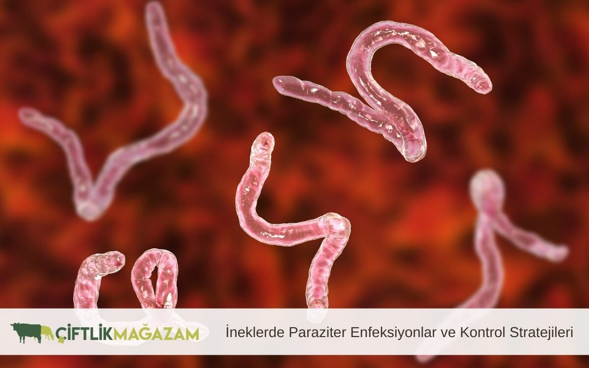 ineklerde parazitler enfeksiyonlar